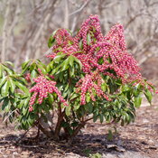 pieris_interstella_p1037455.jpg