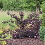 Thumbnail of Landscape: Irregular branches filled with dark burgundy foliage, dotted with pink flowers.