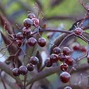 Thumbnail of Close-up: Perfectly round dark burgundy berries in clusters at the ends of dark stems..