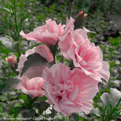 pink_chiffon_hibiscus-11.jpg
