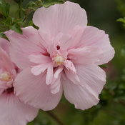 pink_chiffon_hibiscus-8146.jpg