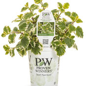 plectranthus_swedish_ivy_grande.jpg