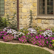 portulaca_and_pentas_bed_08_1.jpg