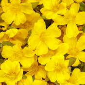 Mojave® Yellow - Purslane - Portulaca umbraticola