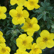 Happy Face® Yellow - Potentilla fruticosa