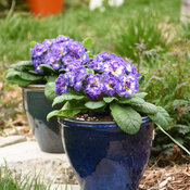 Bouquet Perfect™ 'Blue Ripples' - Primrose - Primula vulgaris