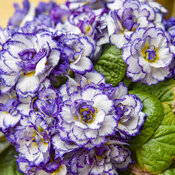 Thumbnail of Close-up: Belarina® Rhapsody - Primrose