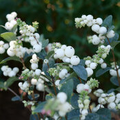 The bright white berries of a Proud Berry Pearl snowberry with icy blue foliage.
