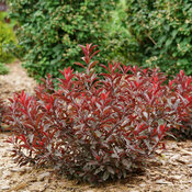 Stay Classy prunus with warm burgundy foliage showcasing its rounded habit.