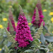 Upright flowers in a vibrant dark pink color surrounded by smaller green buds.