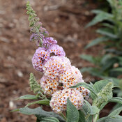 Thumbnail of Pugster Sorbet™ - Butterfly Bush - Buddleia x