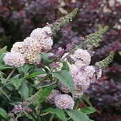 Thumbnail of Close-up: Long, slightly pyramidal flowers in a blend of colors - cream, pink, and purple.