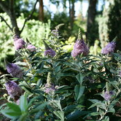 Thumbnail of Landscape: A side view of a cool green shrub with plentiful pyramidal purple flowers.