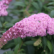 Pugster Pink® - Butterfly Bush - Buddleia x