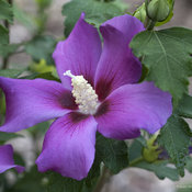 Purple Satin® - Rose of Sharon - Hibiscus syriacus