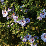 Azurri Blue Satin Hibiscus