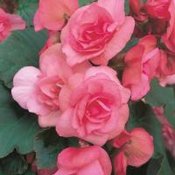 Solenia® Light Pink - Rieger Begonia - Begonia x hiemalis