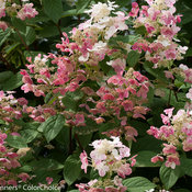 quick_fire_hydrangea-6.jpg