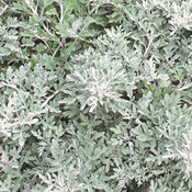 Proven Accents® Silver Bullet® - Wormwood - Artemisia stelleriana