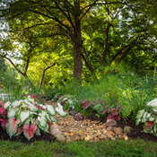 rain_garden_102.jpg