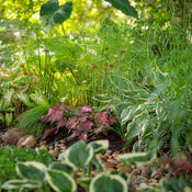 rain_garden_130.jpg