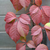 red_wall_parthenocissus-4273.jpg