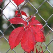 red_wall_parthenocissus-4591.jpg