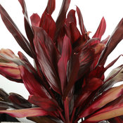Red Zip - Cabbbage Palm - Cordyline fruticosa