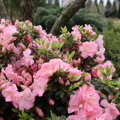 Perfecto Mundo® Pink Carpet™ - Reblooming Azalea - Rhododendron x