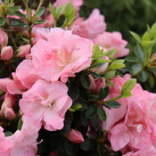 rhododendron-perfecto-mundo-pink-carpet-2.jpg