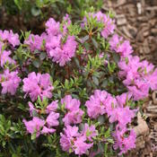 rhododendron_amy_cotta_img_0705.jpg