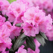 Black Hat® - Rhododendron x