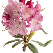 rhododendron_dandy_man_color_wheel_10-macro.jpg