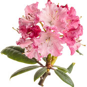 rhododendron_dandy_man_color_wheel_12-macro.jpg