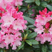 rhododendron_dandy_man_color_wheel_2.jpg