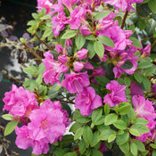 rhododendron_perfecto_mundo_double_purple_dsc01320.jpg