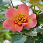 rosa_ringo_all-star_p1075091.jpg