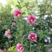 Red Pillar® - Rose of Sharon - Hibiscus syriacus