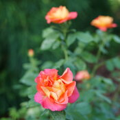 rose-rise-up-emberays-4.jpg