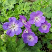 Thumbnail of 'Rozanne' - Hardy Geranium - Geranium hybrid