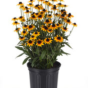Thumbnail of Beauty Shot: Suntacular - Black-Eyed Susan