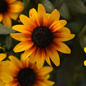 Thumbnail of Suntacular - Black-Eyed Susan - Rudbeckia hybrid