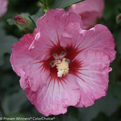 Ruffled Satin® - Rose of Sharon - Hibiscus syriacus