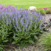 Color Spires® 'Azure Snow' - Perennial Salvia - Salvia hybrid