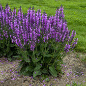 Color Spires® 'Back to the Fuchsia' - Perennial Salvia - Salvia hybrid