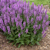 salvia_back_to_the_fuchsia_apj19_1.jpg