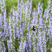 Salvia Color Spires Crystal Blue