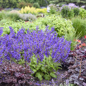 Thumbnail of Landscape: Salvia Living Large Dark Sky