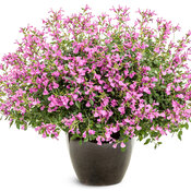OutShine™ Orchid - sage - Salvia