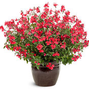 OutShine™ Red - sage - Salvia
